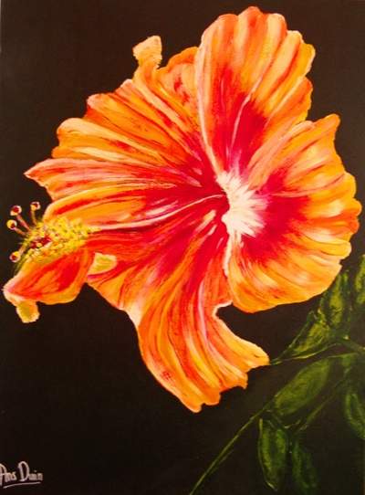 Hibiscus